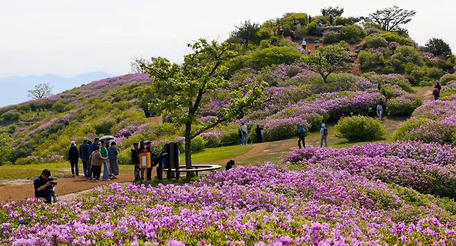 황매산군립공원 일원에서 4월27일부터 5월12일까지 열린 '황매산 철쭉제'에 19만명이 다녀간 것으로 집계됐다. ⓒ합천군