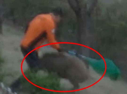 멧돼지가 대구 도심에 위치한 한 초등학교에 출몰하는 영상이 공개됐다. (사진= 유튜브 경찰청 공식 채널 캡처)
