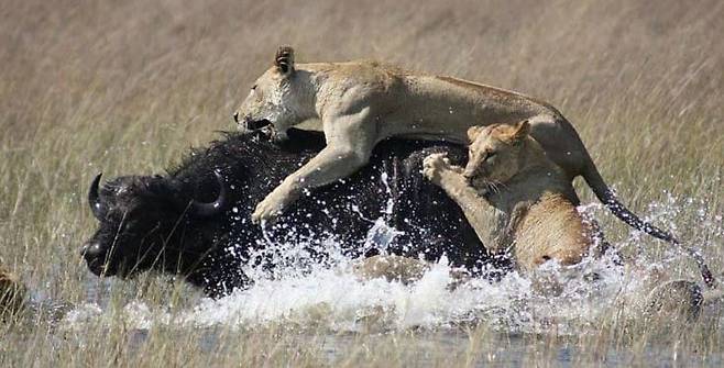 암사자가 물소 등에 올라타 등골을 가격하고 있다. 물소는 사자가 사냥 중에 목숨을 많이 잃는 위험한 먹잇감 중의 하나이다./Africa Wildlife Detective