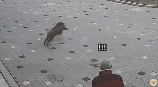 초등학교로 뛰어 들어오는 멧돼지를 보고 놀라는 한 시민. 경찰청 유튜브 캡처