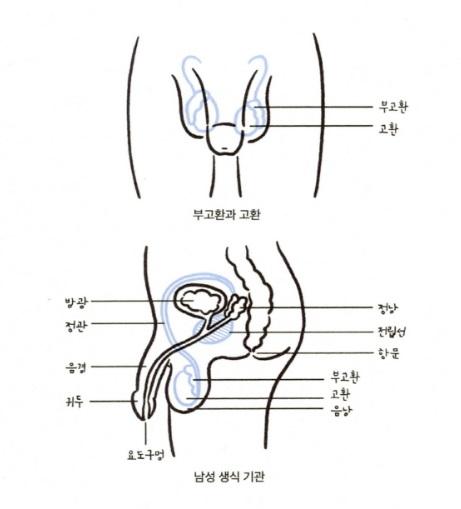 간행물윤리위원회가 지적한 그림 일부(책 '일단, 성교육을 합니다' 중 22쪽). 문예출판사 제공