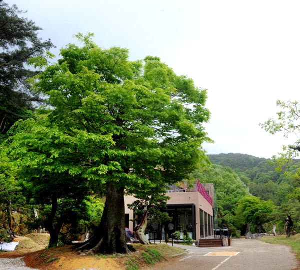 경남 양산시 어곡동 카페 ‘시작’ 전경. 나무의 명소다.