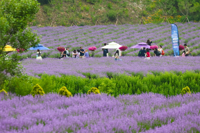 지난해 동해 무릉별유천지에서 열린 2023 라벤더 축제를 찾은 관광객들이 라벤더 꽃을 감상하고 있다. 동해시 제공