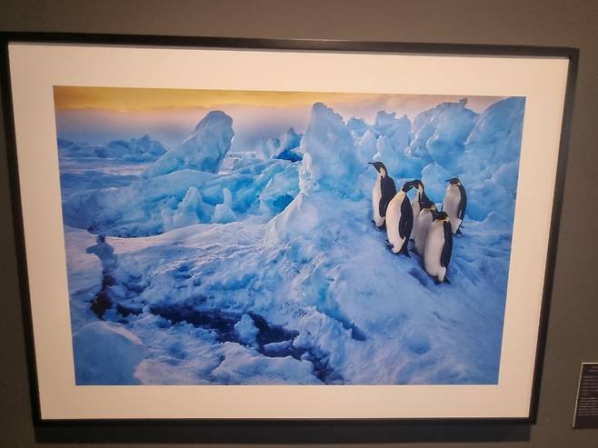 얼음 위 황제들, 남극, 1995 [사진=MBN]