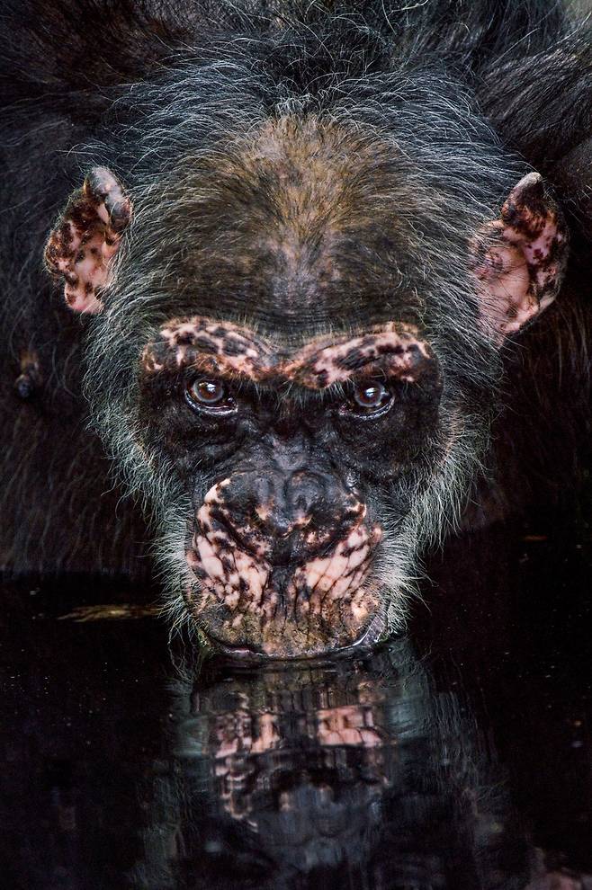 물먹는 침팬지, 세네갈, 2007 [사진=플랫폼C]