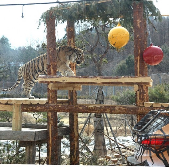 놀이시설을 이용하는 백두산 호랑이(국립백두대간 수목원 제공)