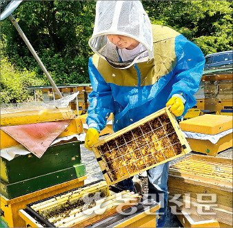 농촌진흥청 관계자가 충남 천안 양봉농가 지연수씨의 벌통을 열어 꿀벌 개체수 등을 확인하고 있다.