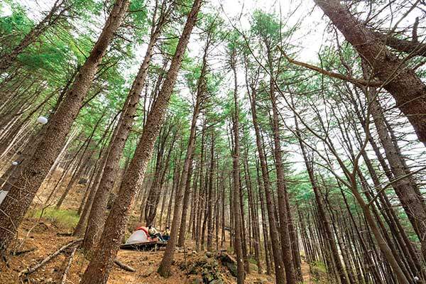 수령 30년 정도의 잣나무숲.