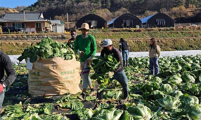 지난해 충북 괴산군의 한 밭에서 외국인 계절근로자들이 농사일을 하고 있다. 연합뉴스