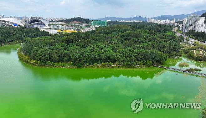 폭염에 녹조 기승 (광주=연합뉴스) 조남수 기자 = 무더위가 이어지고 있는 16일 광주 서구 풍암호수공원에 발생한 녹조로 호숫물이 초록빛이다. 2023.8.16 iso64@yna.co.kr