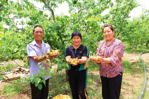 Farmers are picking Gaohu pearl apricots.