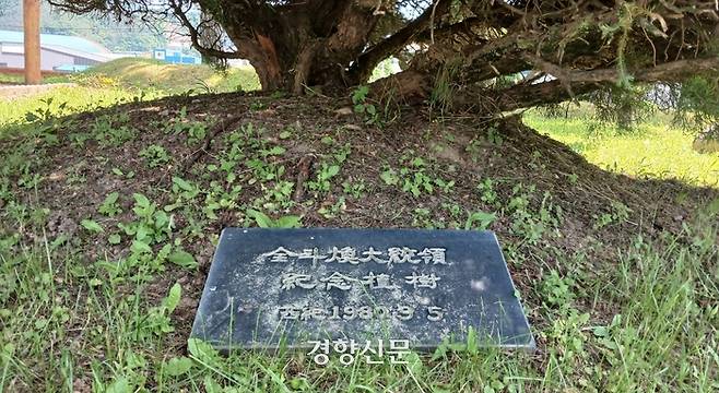 지난 14일 찾은 경남 합천군 합천군청앞 화단에 전직 대통령 전두환씨의 기념식수가 안내판이 놓여있다. 전씨는 1980년 9월6일 나무를 심었다. 강현석 기자