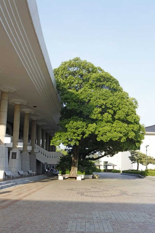 신라역사관 앞 팽나무는 역사관보다 높게 자라 경주국립박물관의 역사를 증언하는 또 다른 가늠자 구실을 한다.