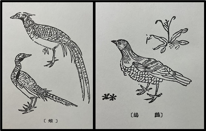 꿩과 자고새는 오두와 반하를 먹이로 즐겨 먹는다고 알려져 있다. <본초강목>에는 치(雉, 꿩)(그림의 왼쪽)과 자고(鷓鴣, 자고새)가 그려져 있다.