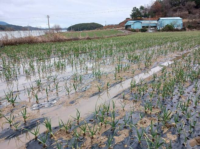 지난 2월 19일까지 이틀간 내린 호우로 전남 고흥 마늘밭이 침수되는 등 피해를 봤다. 전라남도 제공