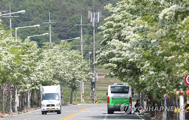 5월에 꽃피운 이팝나무 [연합뉴스 자료사진]