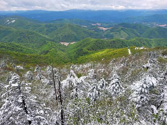 지난 5월16일 오전 강원 평창군 발왕산 정상에 눈이 수북이 쌓여 있다. 연합뉴스