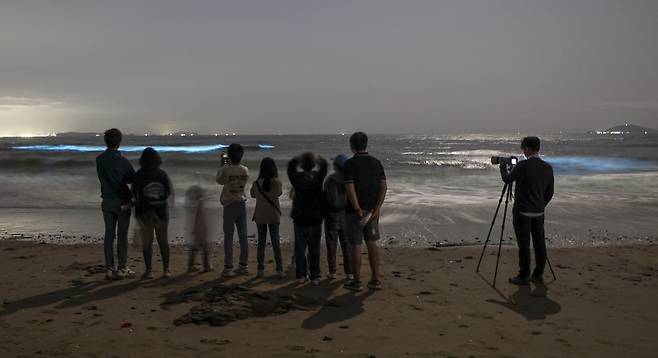 18일 새벽 충남 서천군의 한 해변가를 찾은 시민들이 파랗게 발광하는 야광충을 지켜보고 있다.