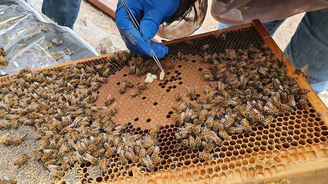전국 양봉농가의 벌통에서 겨울 새 벌들이 사라지는 집단 붕괴현상이 발생하고 있다. [한국양봉협회 제공]