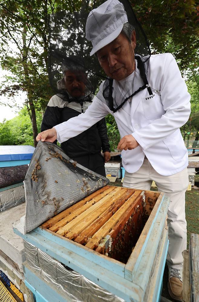정년기 수의사가 꿀벌의 상태를 확인하기 위해 벌통을 열어보고 있다.