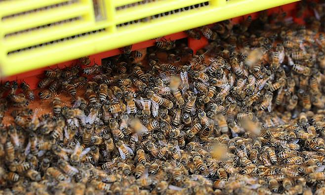 경기 고양시 선유동 양봉장 벌통 입구로 꿀벌들이 드나들고 있다.