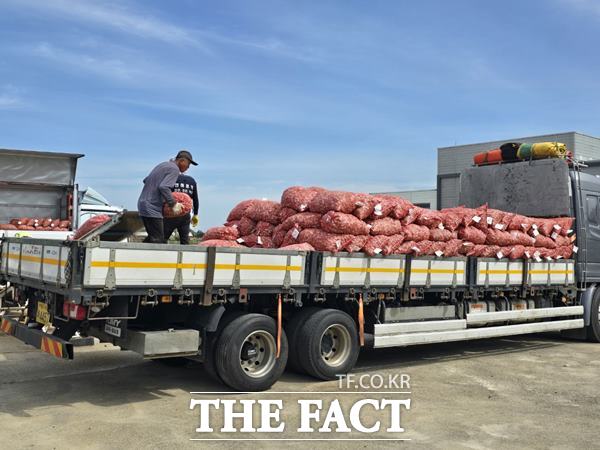 수매가 이뤄진 마늘을 트럭으로 옮기는 모습./서귀포시=허성찬 기자