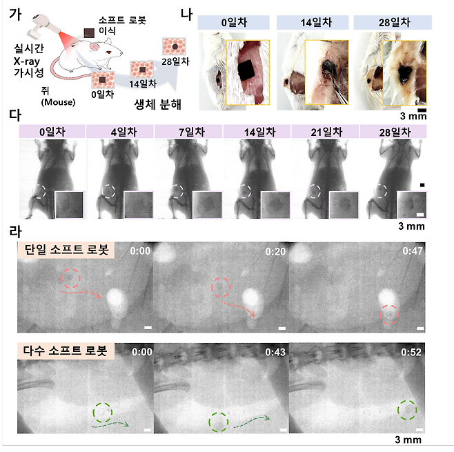 고광준 조선대 기계공학과 교수 공동연구팀이 개발한 소프트 로봇을 엑스레이로 확인한 모습./한국연구재단