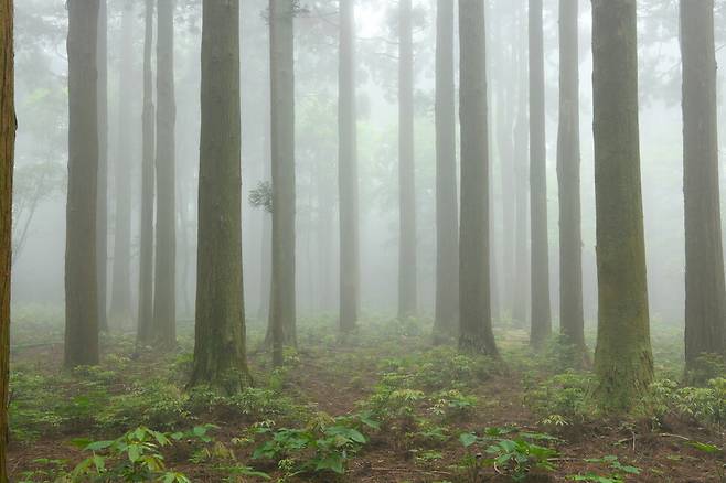 제주 서귀포시 한남 사려니오름숲. 난대·아열대산림연구소 제공