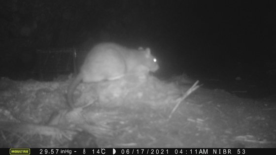 밤에 활동하는 독도의 집쥐가 CCTV에 포착됐다. 조영석 대구대 교수 제공