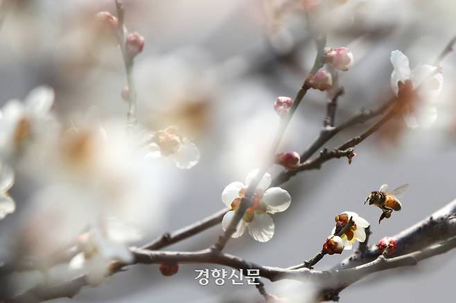 완연한 봄 날씨를 보였던 지난해 3월 7일 서울 성동구 하동매실거리에서 꿀벌이 활짝 핀 매화 사이를 비행하며 꿀을 모으고 있다. 성동훈 기자