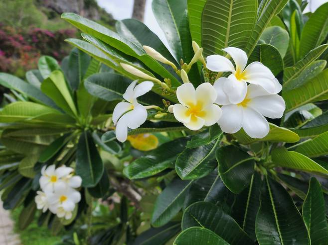 남양군도의 일부인 마리아나 제도 사이판 한국인 위령비에 핀 마리아나주 대표꽃 플루메리아