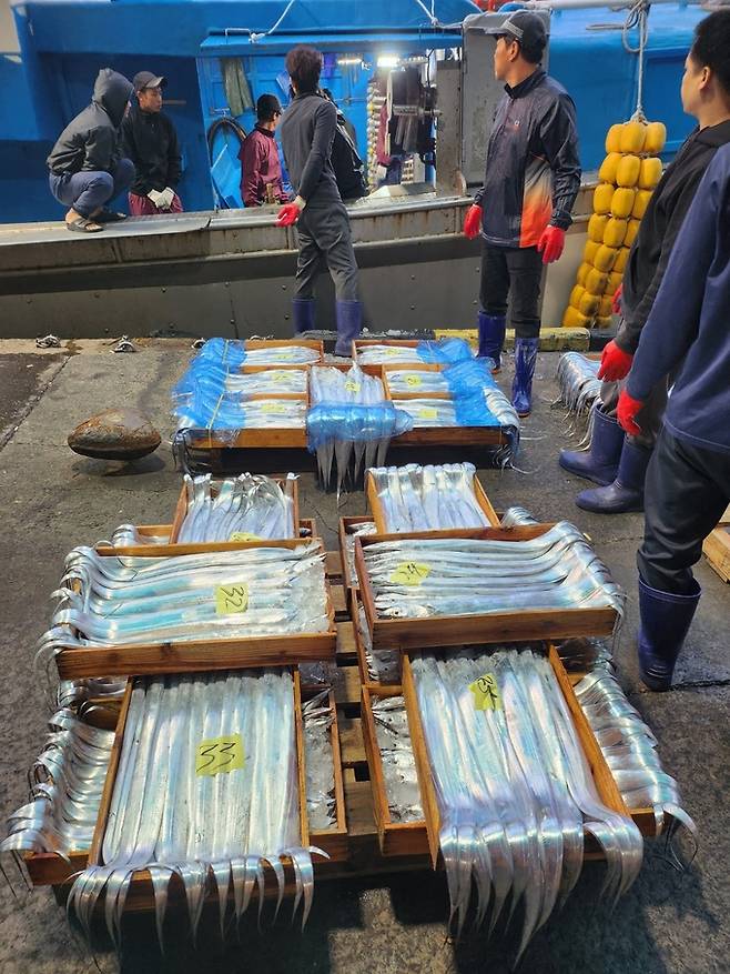 밤샘 조업을 마친 어선 선원들이 갈치를 경매에 내놓기 위해 옮기고 있다.