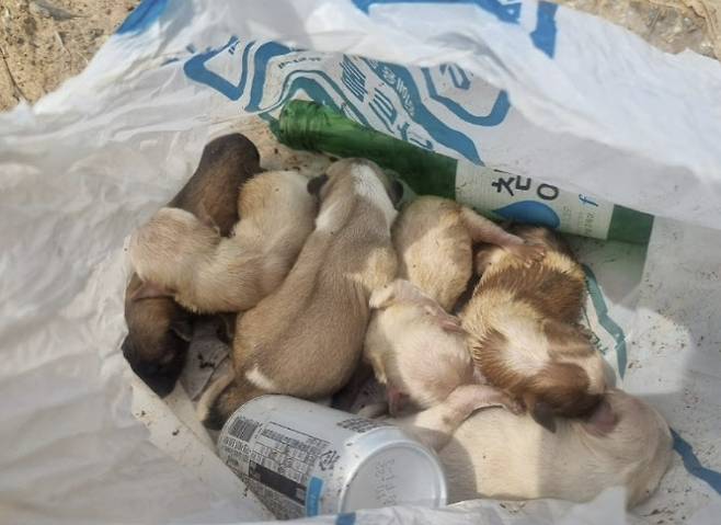 비닐봉지에 쓰레기와 함께 버려진 새끼강아지 6마리(사진=연합뉴스)