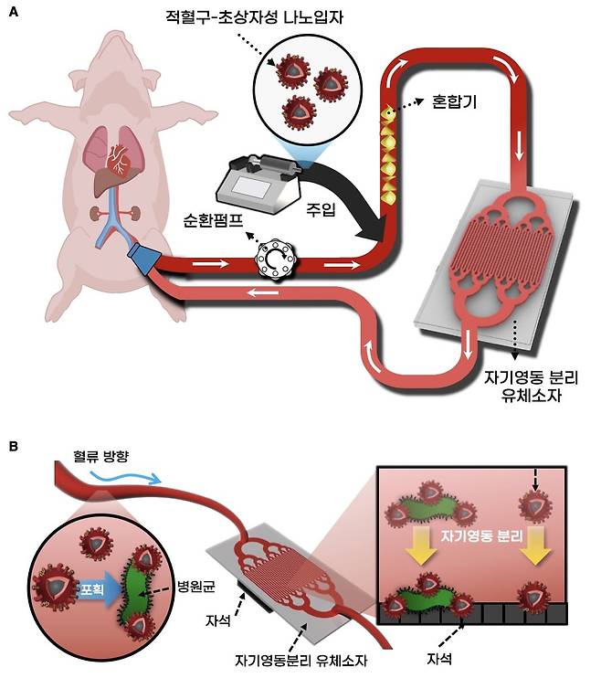 적혈구-초상자성 나노입자를 이용한 혈액정화기술./UNIST