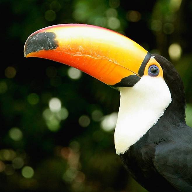 인스타그램 @mandaiwildlifereserve