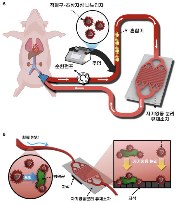 적혈구-초상자성 나노입자를 이용한 혈액 정화 모식도.