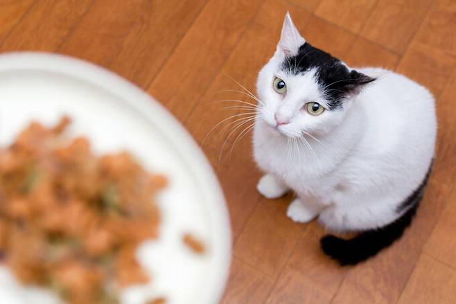 지난 3월 말부터 전국에서 고양이들이 원인을 알 수 없는 신경·근육병증으로 아프거나 목숨을 잃고 있다. 게티이미지뱅크