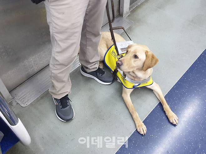 삼성화재 안내견학교의 이명호 훈련사가 시각장애인 안내견 ‘신비’와 지난 16일 경기 성남 분당구에서 지하철 탑승 훈련을 진행하고 있다. (사진=김응열 기자)