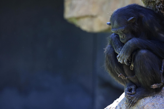 죽은 새끼를 석달째 안고 다니는 어미 침팬지 나탈리아의 모습. 바위 위에 앉아 무기력한 모습을 보이고 있다. 〈사진=로이터통신〉