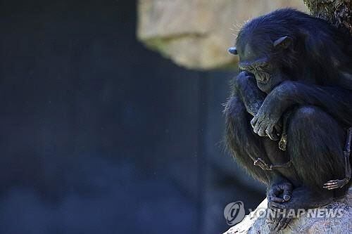 지난 16일(현지 시각) 스페인 발렌시아 주 비오파크 동물원에서 죽은 새끼의 시신을 3개월간 데리고 다니는 침팬지 나탈리아가 바위 위에 앉아 있다. /로이터 연합뉴스