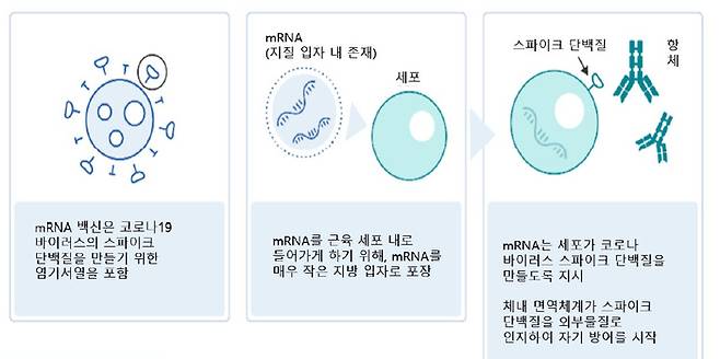 mRNA 백신의 작동원리