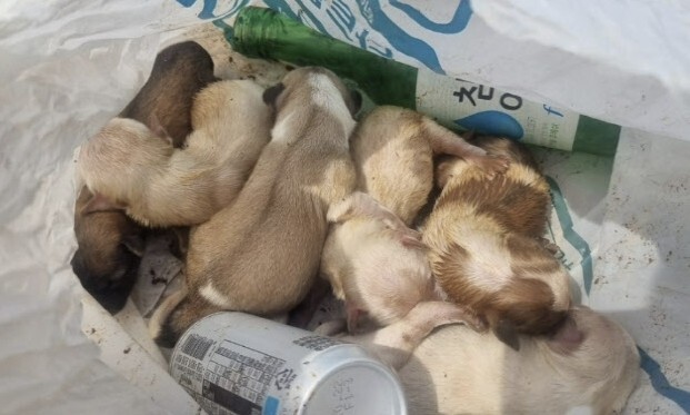 지난 20일 충남 태안군 한 해수욕장 인근에서 갓 태어난 강아지 6마리가 비닐봉지에 담겨 유기됐다. 태안동물보호협회 제공