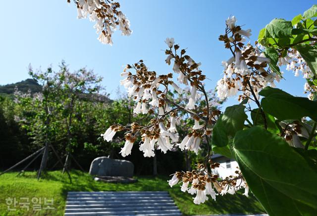 발포진성 옆 '청렴공원'에 오동나무가 환하게 꽃을 피웠다.