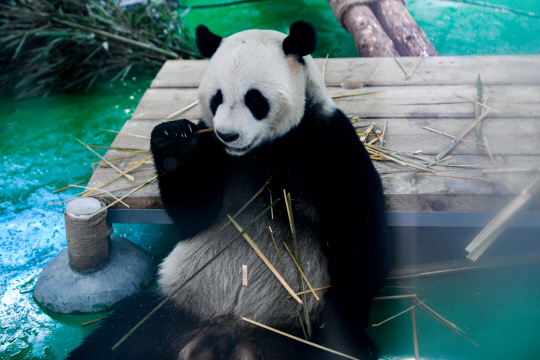 지난 4월 25일 란저우 야생동물원에서 공개된 자이언트판다 만만 신화통신 연합뉴스