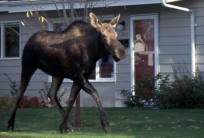 [서울=뉴시스]미국 북서부 알래스카에서 한 남성이 새끼 무스(말코손바닥사슴) 사진을 촬영하려다 어미에게 살해 당했다는 소식이 전해졌다.(사진=사우스차이나모닝포스트 캡처) *재판매 및 DB 금지