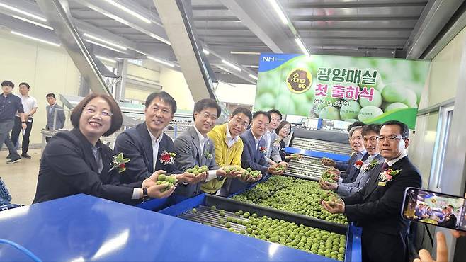 [광양=뉴시스] 명품 '빛그린 광양매실'의 유통과 판촉을 책임질 광양시농협조합공동사업법인이 22일 성공적인 출범을 알리는 현판식을 하고 첫 출하식을 개최했다. (사진=전남농협 제공) 2024.05.22. photo@newsis.com *재판매 및 DB 금지