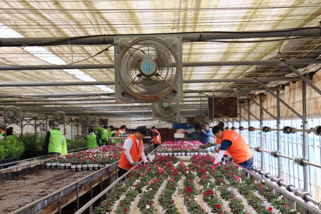 농협중앙회와 중앙그룹 임직원들이 21일 경기 김포에 있는 화훼농가 비닐하우스에서 ‘국민과 같이 농촌봉사활동’을 진행하고 있다. 농협중앙회