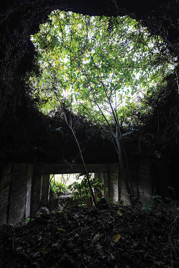 천장이 무너진 월라봉 제2동굴. 무너져 내린 자리에 녹나무가 자란다. 