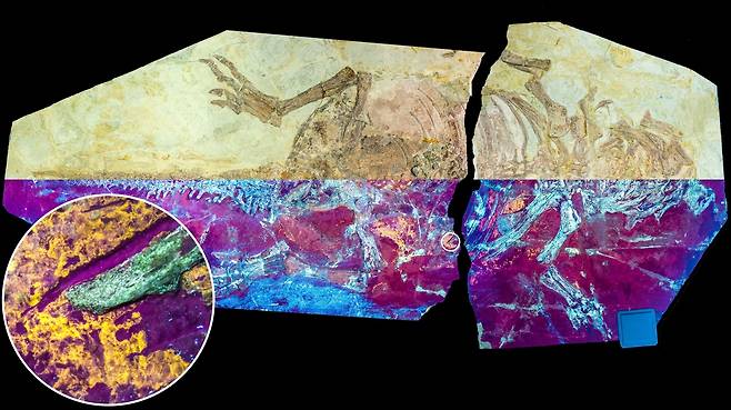공룡 프시타코사우루스 화석  자연광(위쪽)과 자외선(아래쪽) 아래에서 촬영된 프시타코사우루스 표본(NJUES-10). 원안의 주황색-노란색 부분이 화석화된 피부를 나타낸다. [Zixiao Yang 제공. 재판매 및 DB 금지]