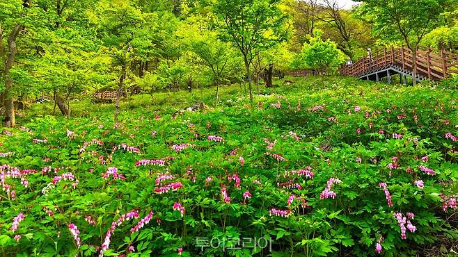 대아수목원 금낭화 군락지/사진-전북도